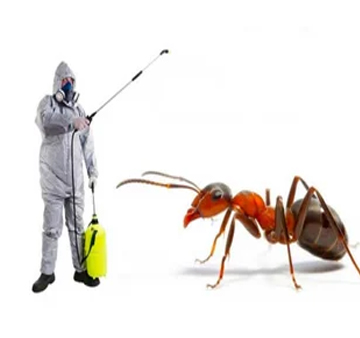 Ant Pest Control Service