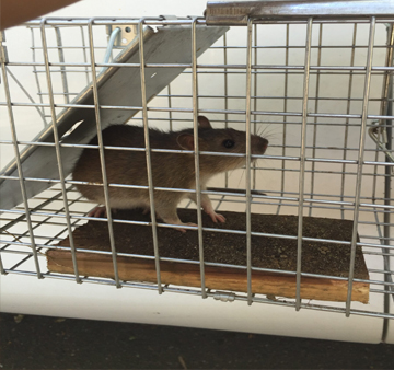 Rodent Control Service