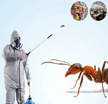 Ant Control Treatment