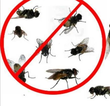 Fly Pest Control Service